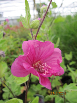 Lavatera Red Rum